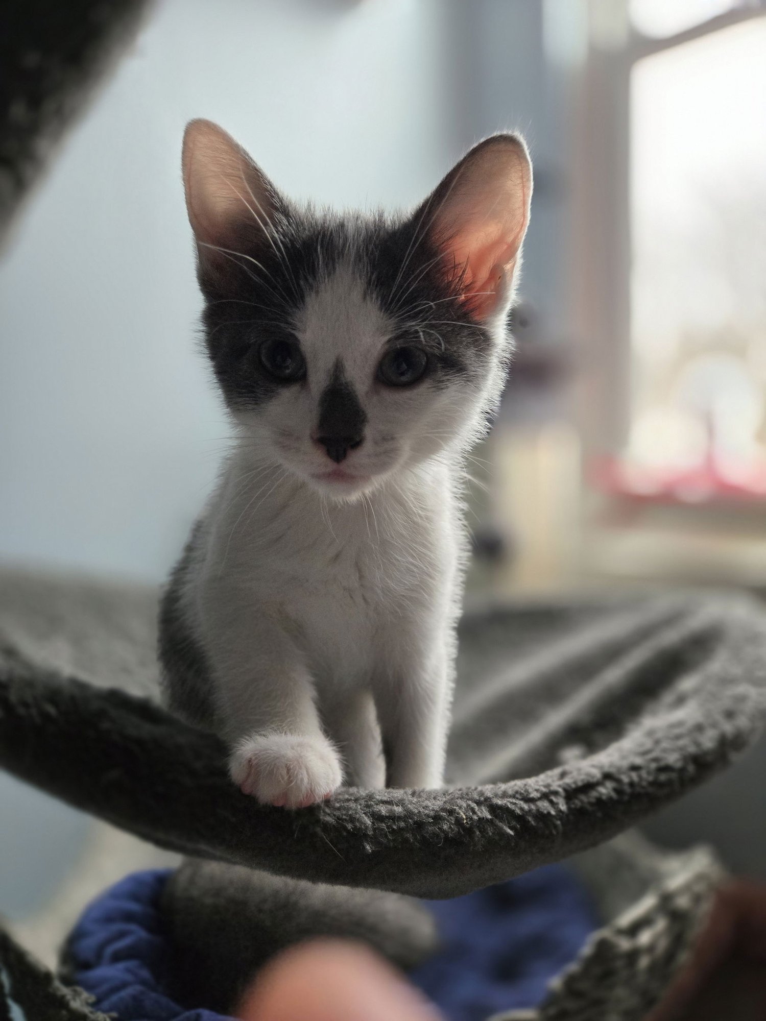 BETELGEUSE - Domestic Short Hair available for adoption