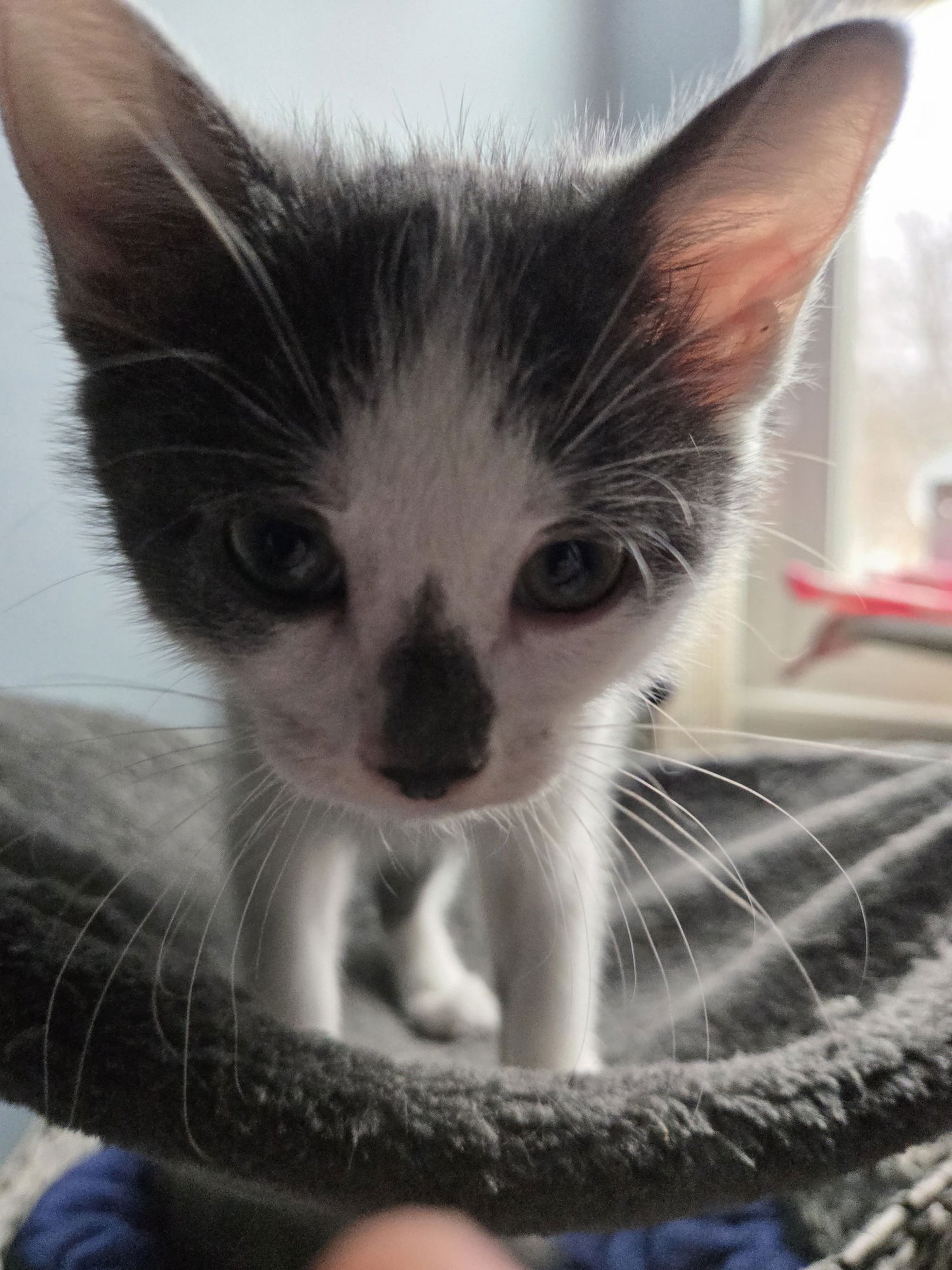 BETELGEUSE - Domestic Short Hair available for adoption