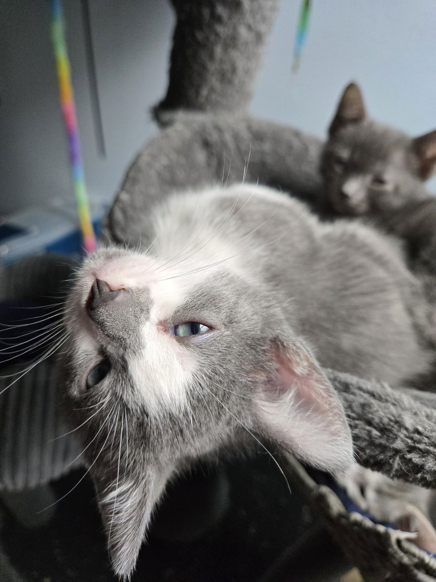 Betelgeuse - Photo 3