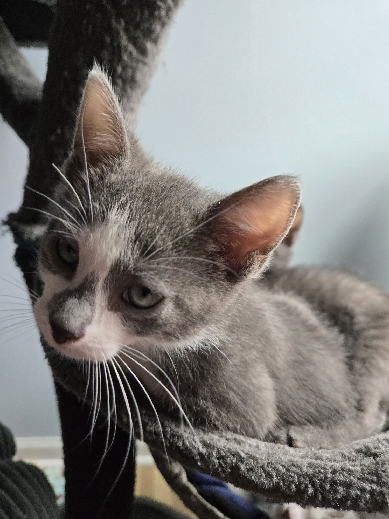 Betelgeuse - Photo 4