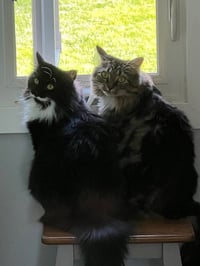 LoLo and Chilly (bonded pair) - Photo 1