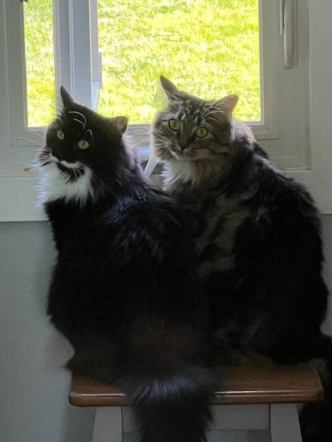 LOLO AND CHILLY (BONDED PAIR) - Domestic Long Hair available for adoption