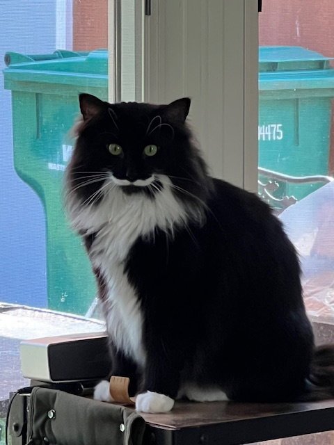 LOLO AND CHILLY (BONDED PAIR) - Domestic Long Hair available for adoption
