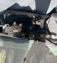 LoLo and Chilly (bonded pair) - Photo 3