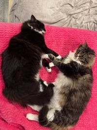 LoLo and Chilly (bonded pair) - Photo 4