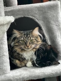 LoLo and Chilly (bonded pair) - Photo 6