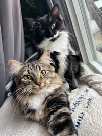 LoLo and Chilly (bonded pair) - Photo 7