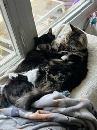 LoLo and Chilly (bonded pair) - Photo 8