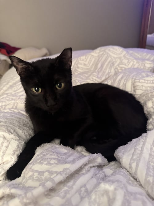 ZEKE - Domestic Short Hair available for adoption