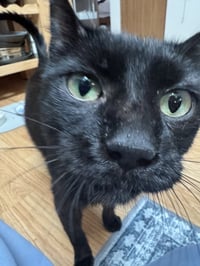 Zeke - Photo 2