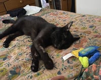 Zeke - Photo 3