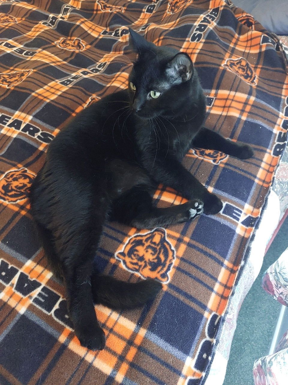 MAX (AKA MAJOR) - 4 PAW DECLAW