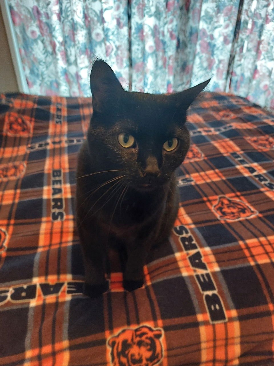 MAX (AKA MAJOR) - 4 PAW DECLAW - Domestic Short Hair available for adoption