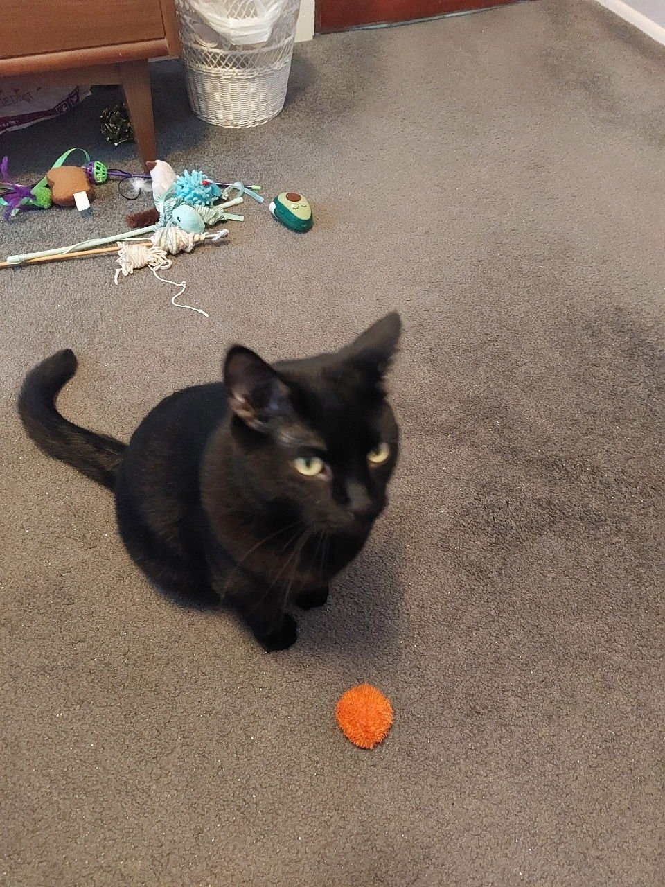 Max (aka Major) - 4 paw declaw - Photo 3