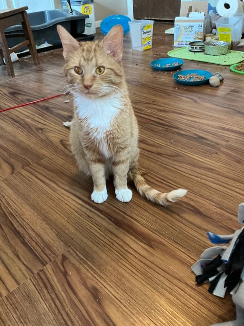 CALEB - Domestic Short Hair available for adoption