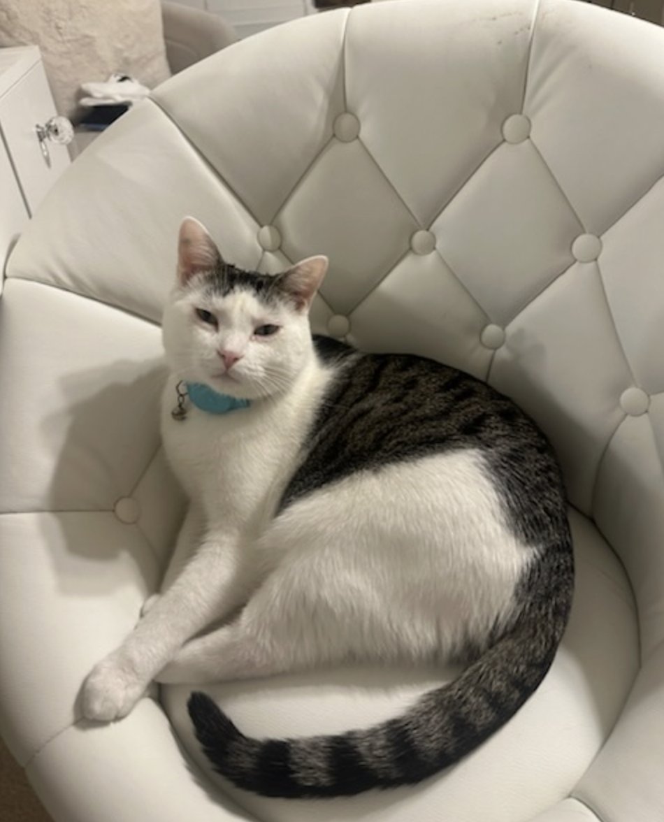 EGG ROLL - Domestic Short Hair / Tabby available for adoption