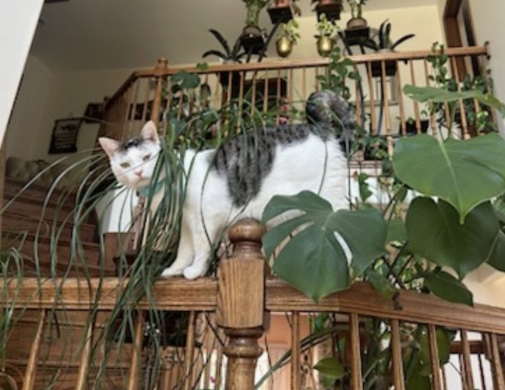 EGG ROLL - Domestic Short Hair / Tabby available for adoption