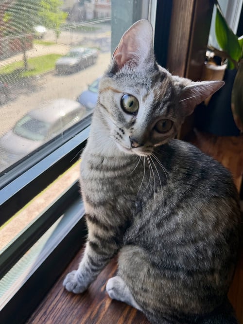 LISTEN LINDA - Domestic Short Hair available for adoption