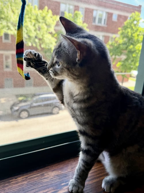 LISTEN LINDA - Domestic Short Hair available for adoption