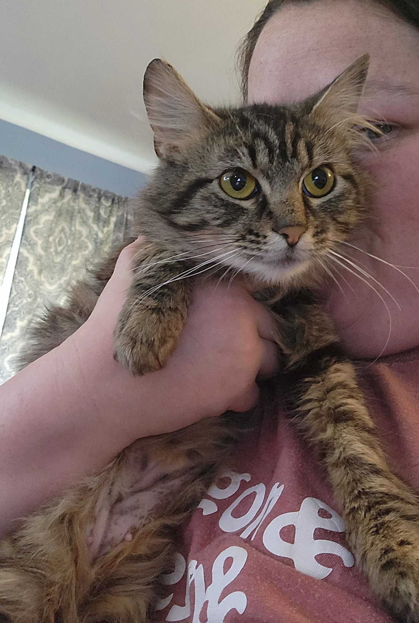 RITA - Domestic Long Hair available for adoption