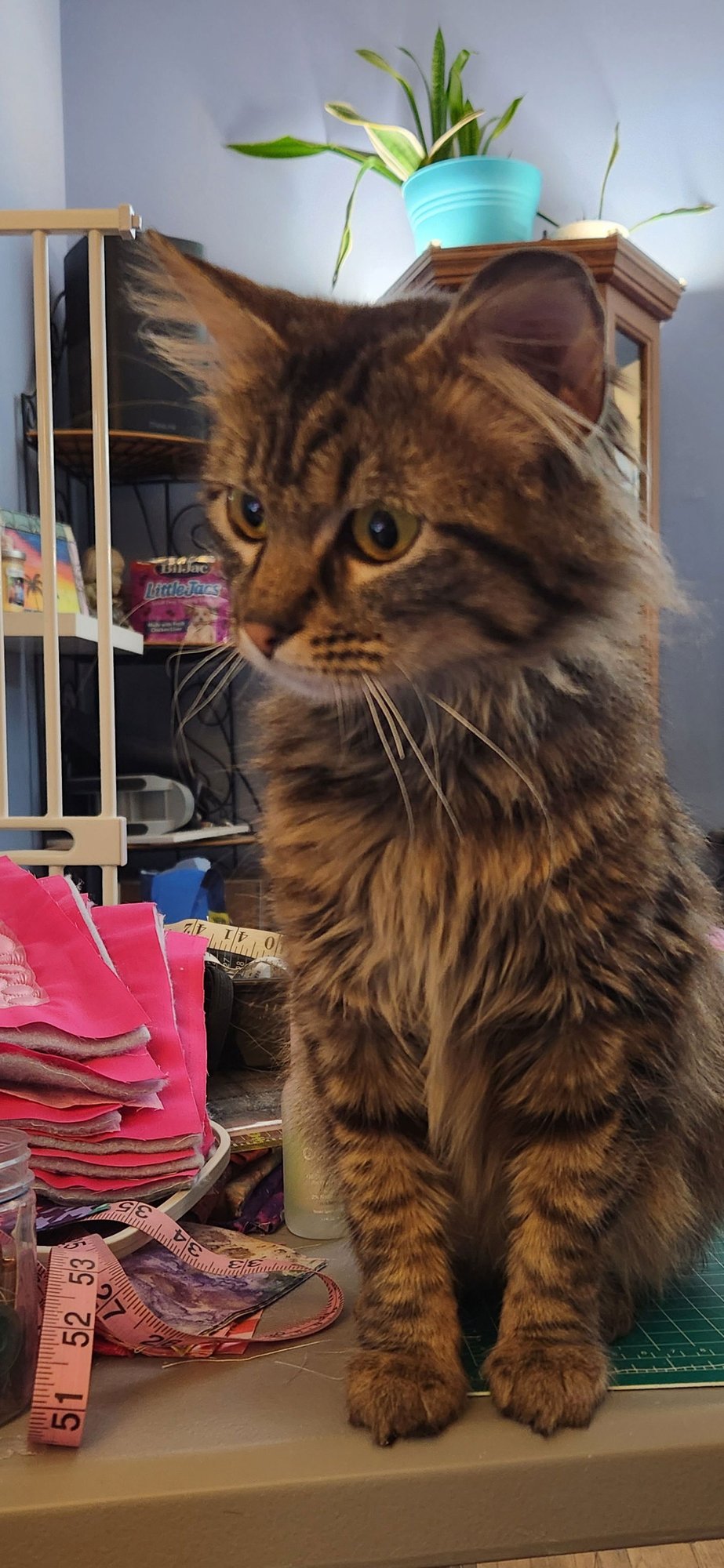 RITA - Domestic Long Hair available for adoption