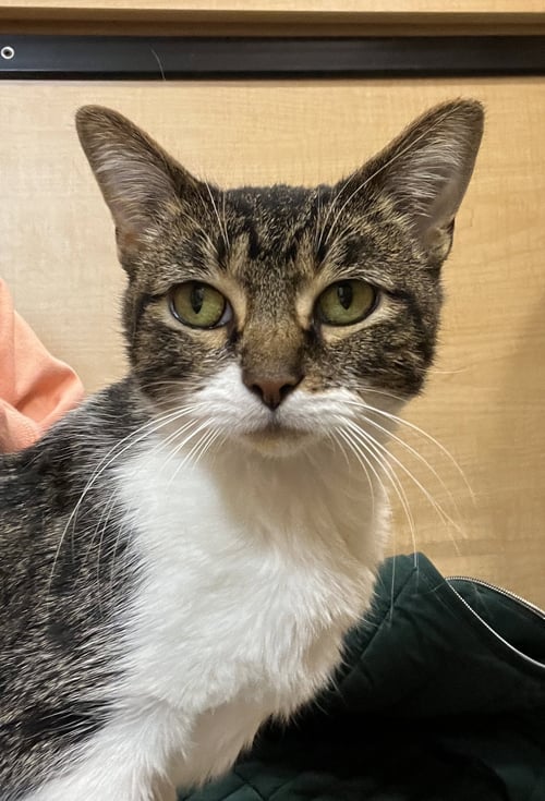 ANNE - Domestic Short Hair available for adoption