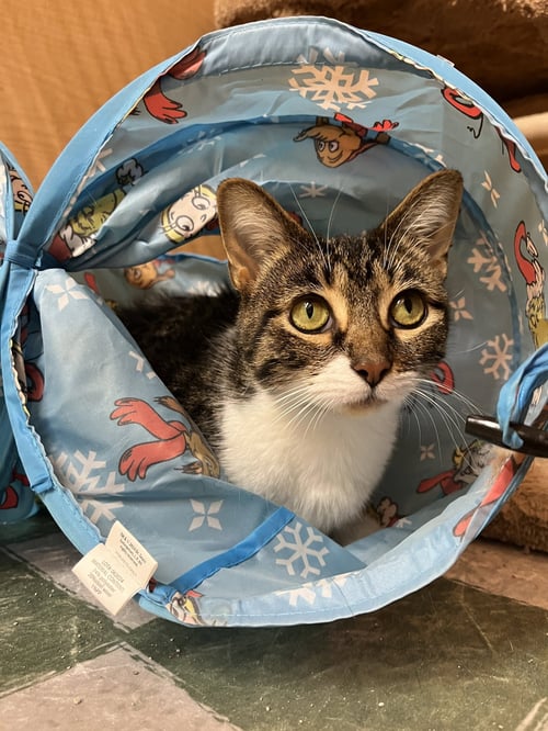 ANNE - Domestic Short Hair available for adoption