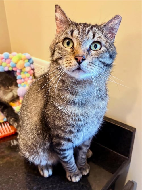 SPREE - Domestic Short Hair available for adoption