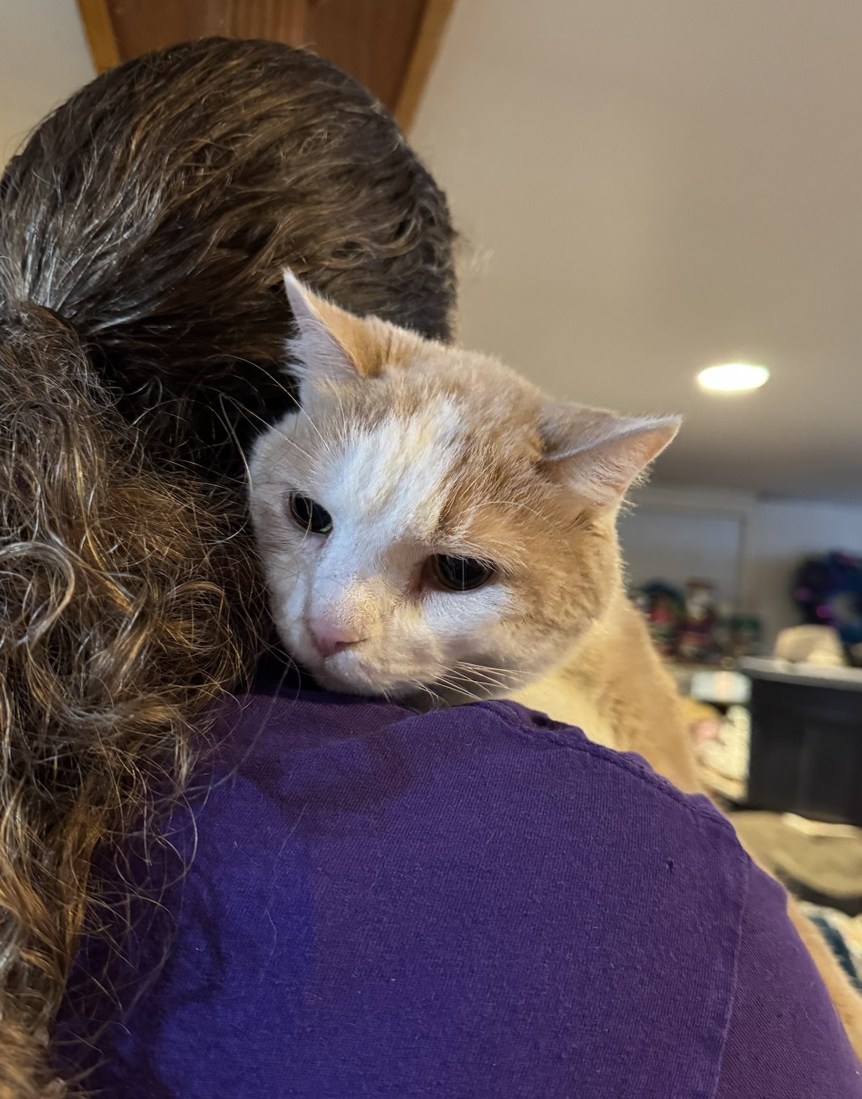 HANS (FRONT DECLAW) - Domestic Short Hair available for adoption