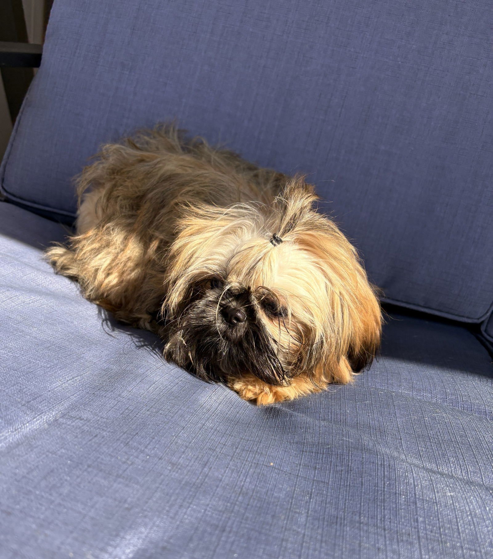 HOOVER - Shih Tzu available for adoption