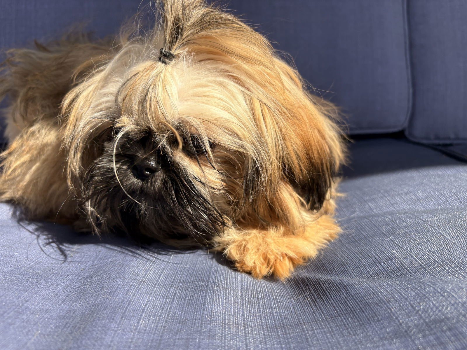 HOOVER - Shih Tzu available for adoption