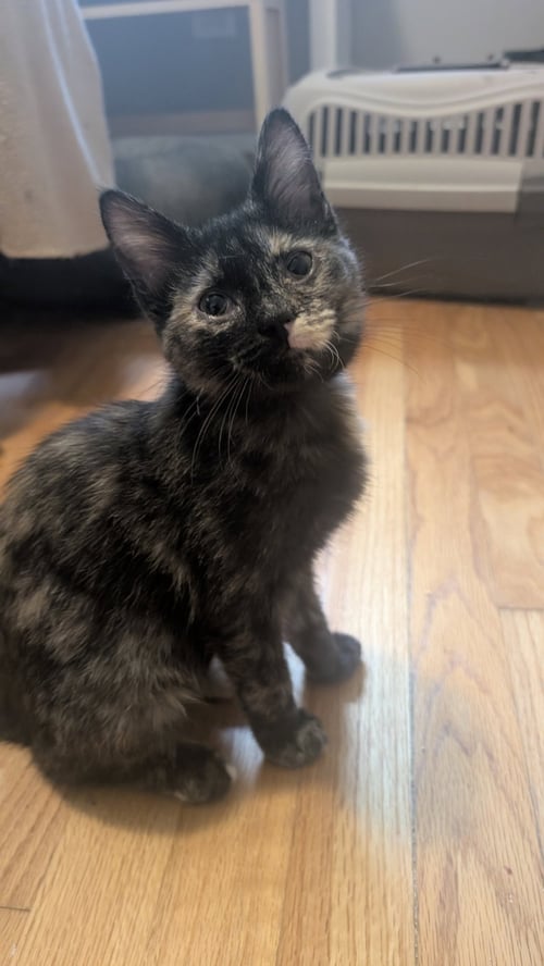 BROOKE - Domestic Short Hair available for adoption