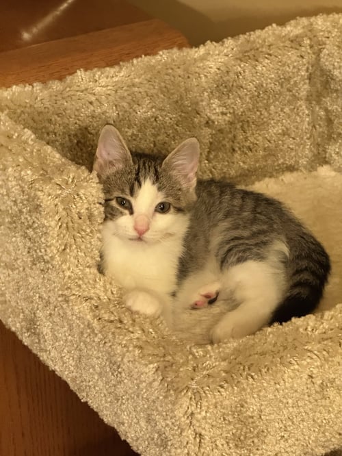 MISTY AND RAIN (SIBLINGS) - Domestic Short Hair for adoption in Naperville