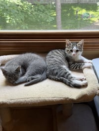 Misty and Rain (siblings) - Photo 2