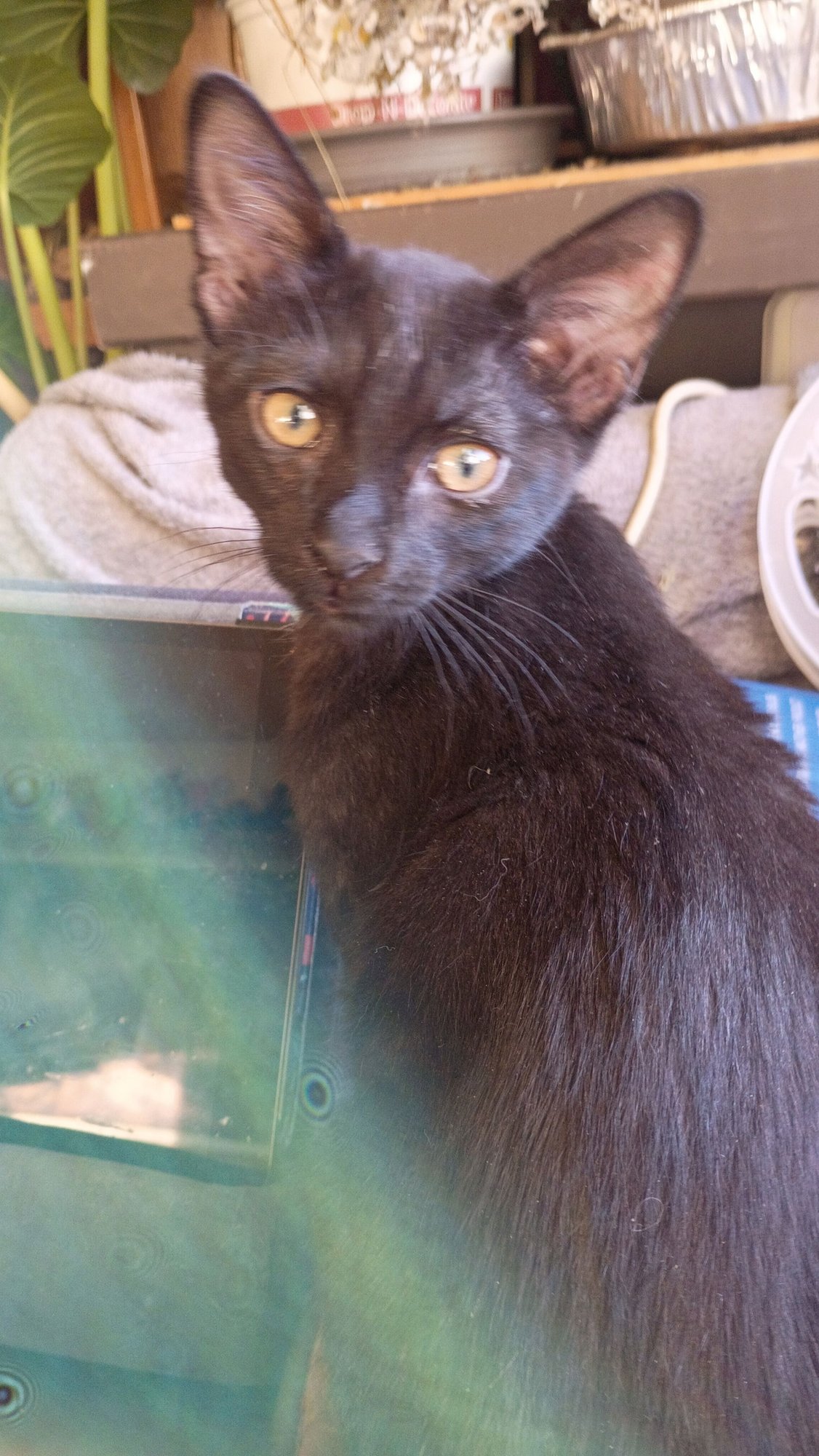 CASSIOPEIA - Domestic Short Hair available for adoption