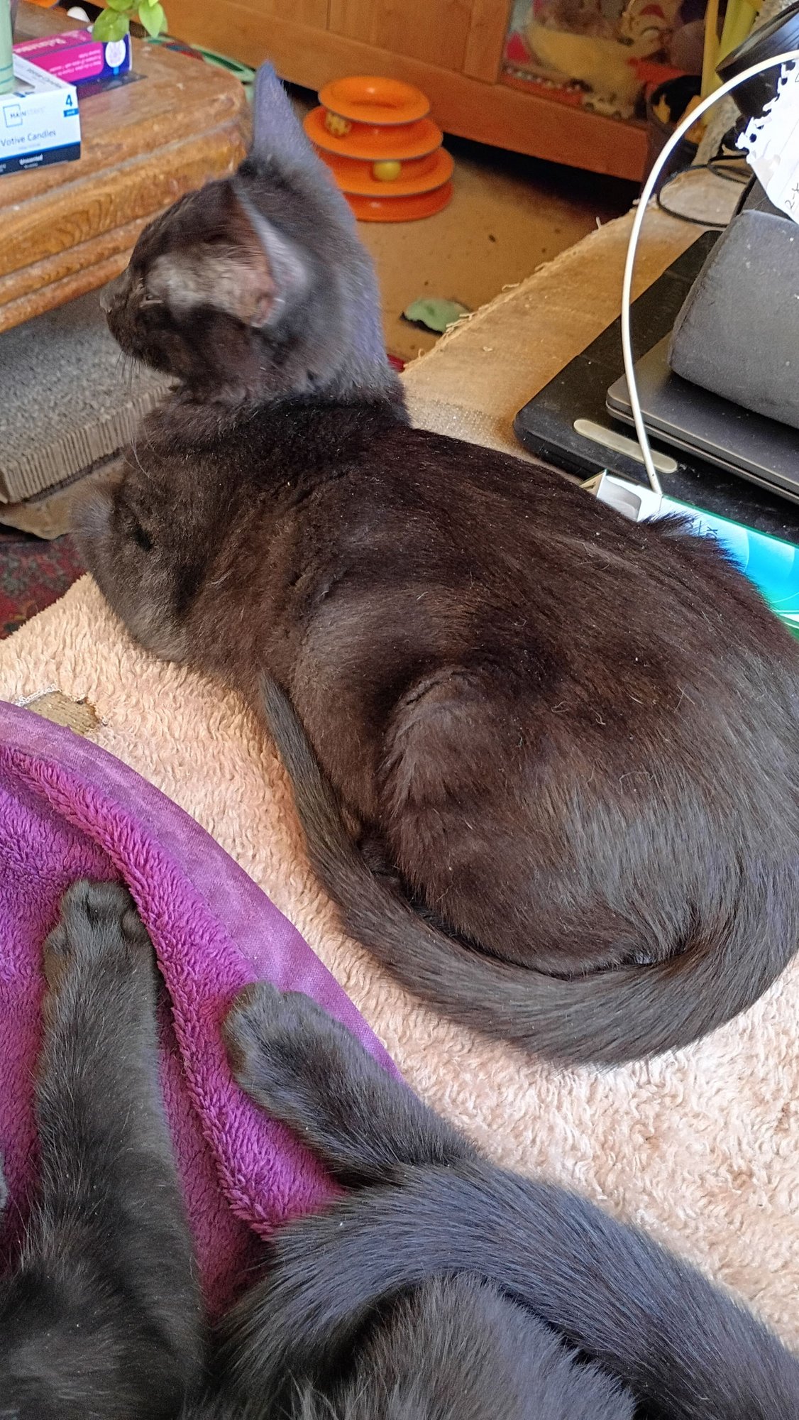 CASSIOPEIA - Domestic Short Hair available for adoption