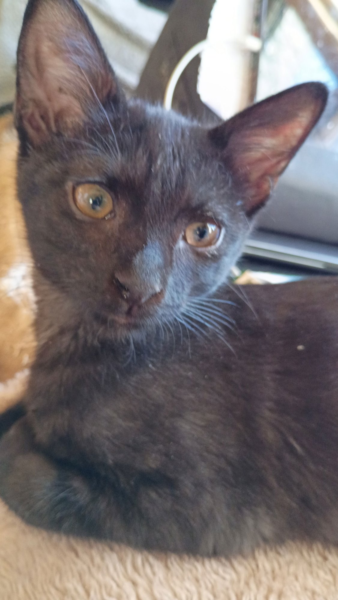 Cassiopeia - Photo 3