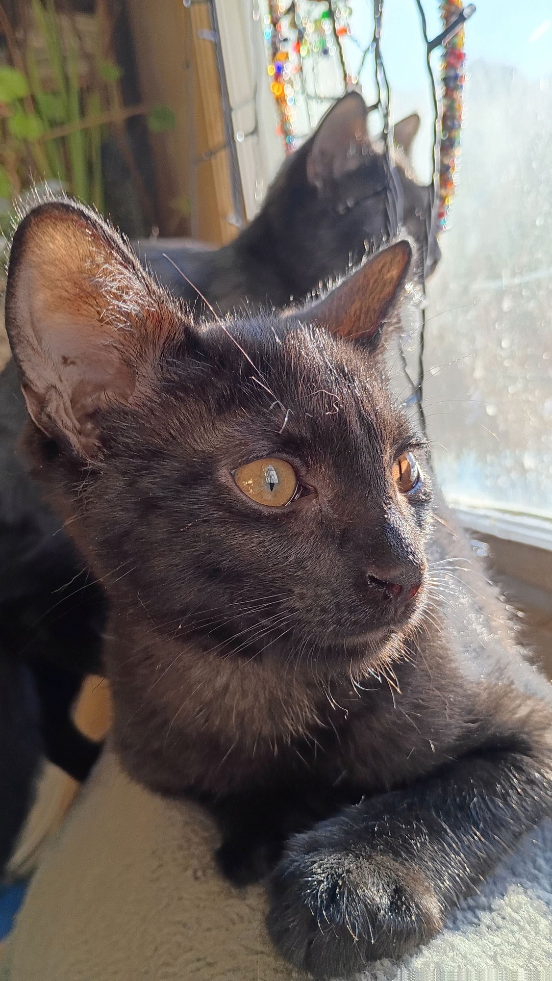 Cassiopeia - Photo 5