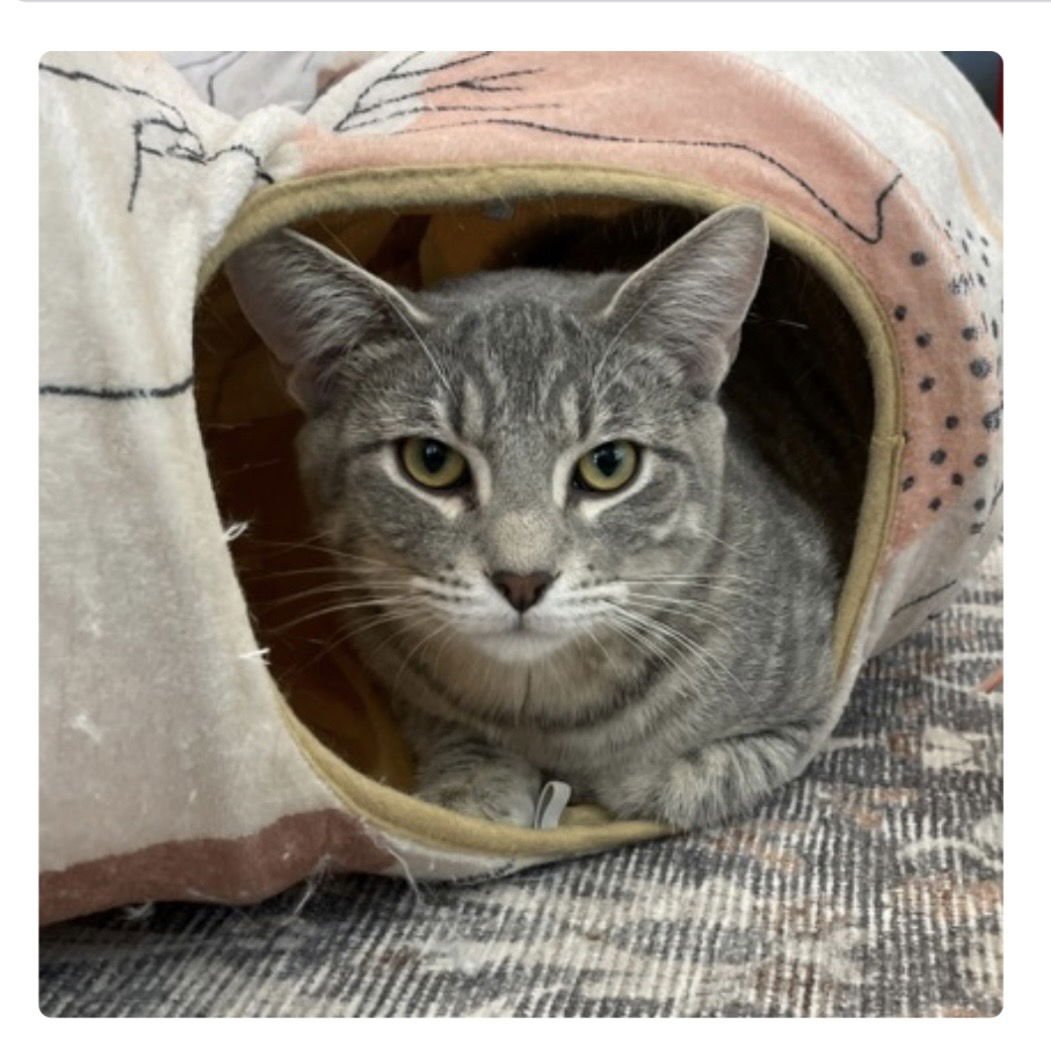 BEEMO - Domestic Short Hair available for adoption