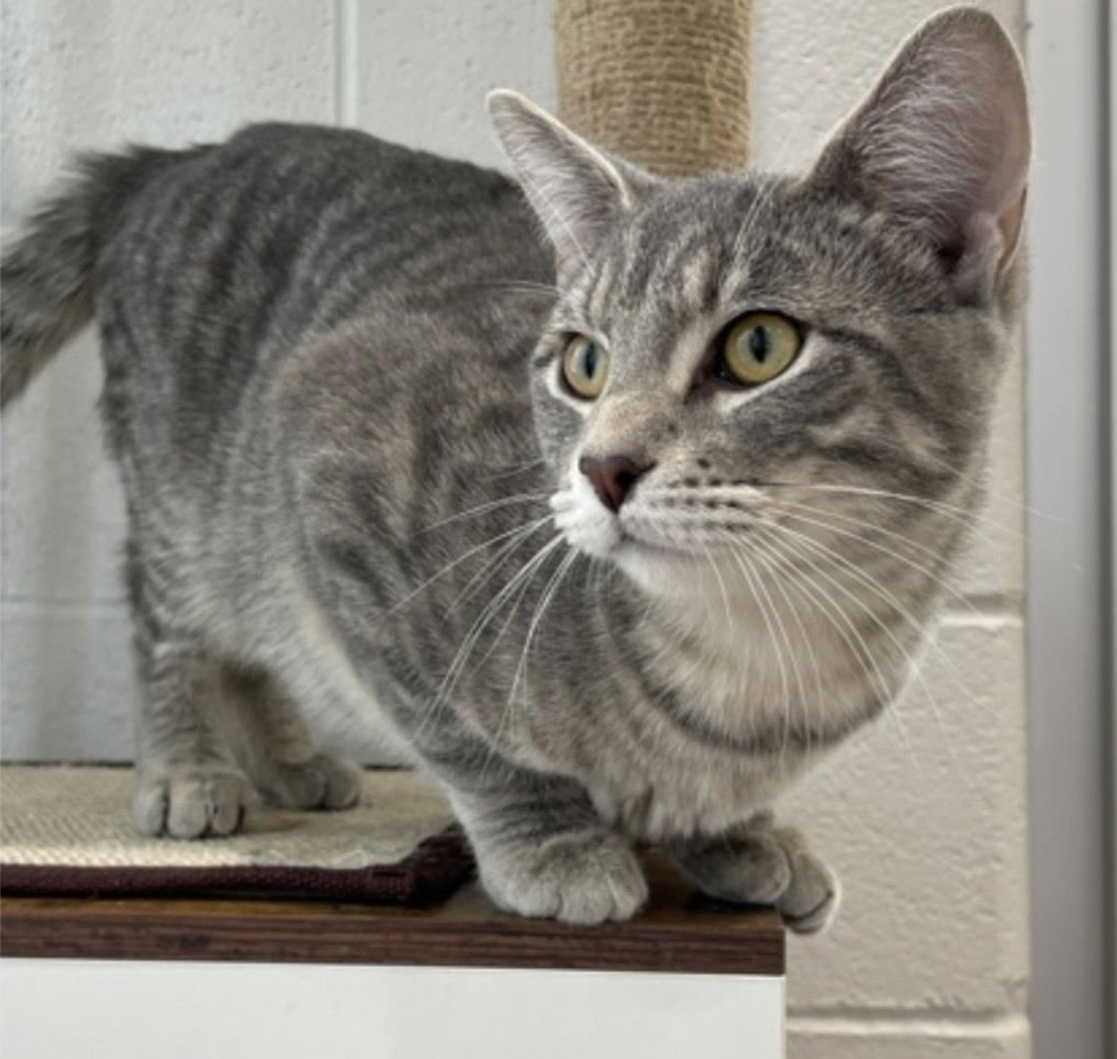 BEEMO - Domestic Short Hair available for adoption