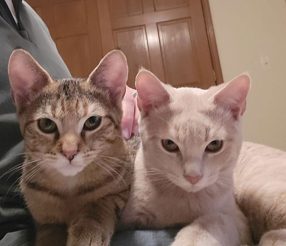 BISCUIT AND FINN (BONDED PAIR) - Domestic Short Hair available for adoption