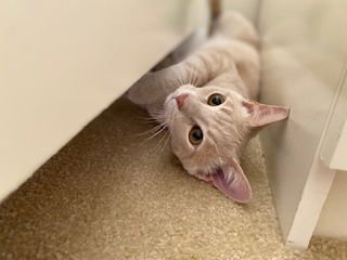 BISCUIT AND FINN (BONDED PAIR) - Domestic Short Hair available for adoption