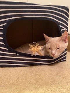 Biscuit and Finn (bonded pair) - Photo 3