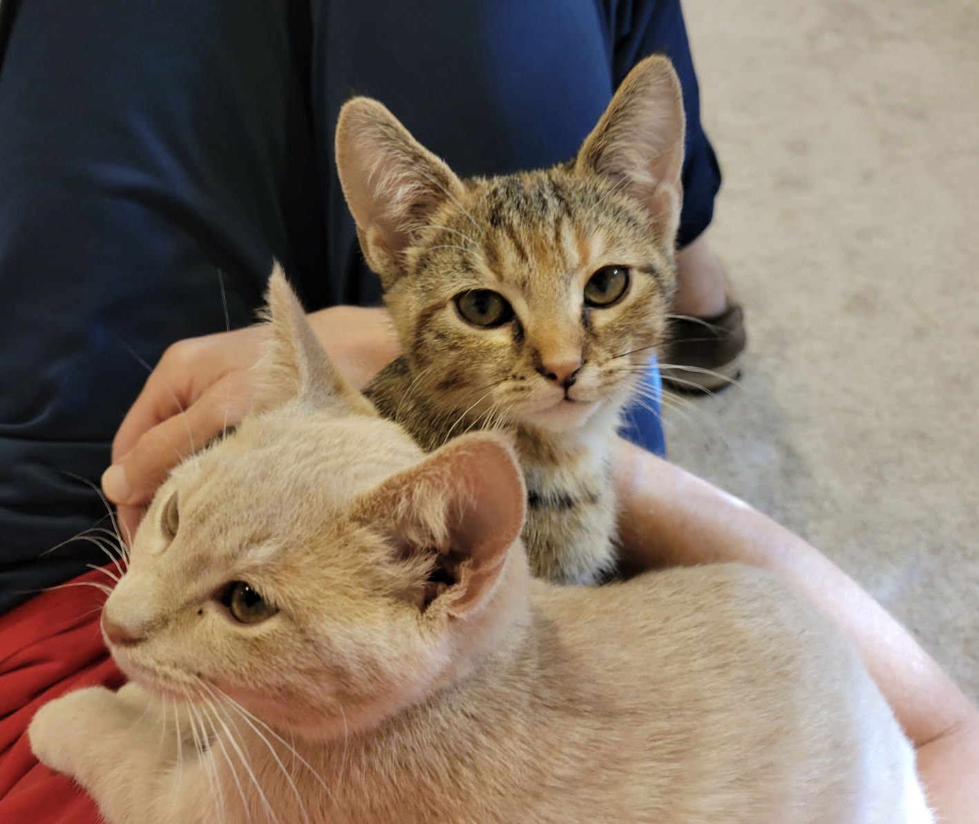 Biscuit and Finn (bonded pair) - Photo 4