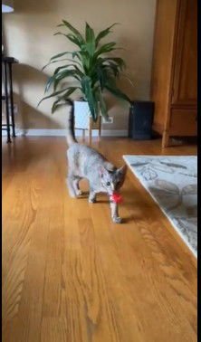 Biscuit and Finn (bonded pair) - Photo 5