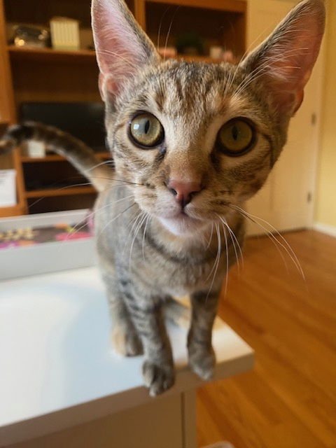 Biscuit and Finn (bonded pair) - Photo 6