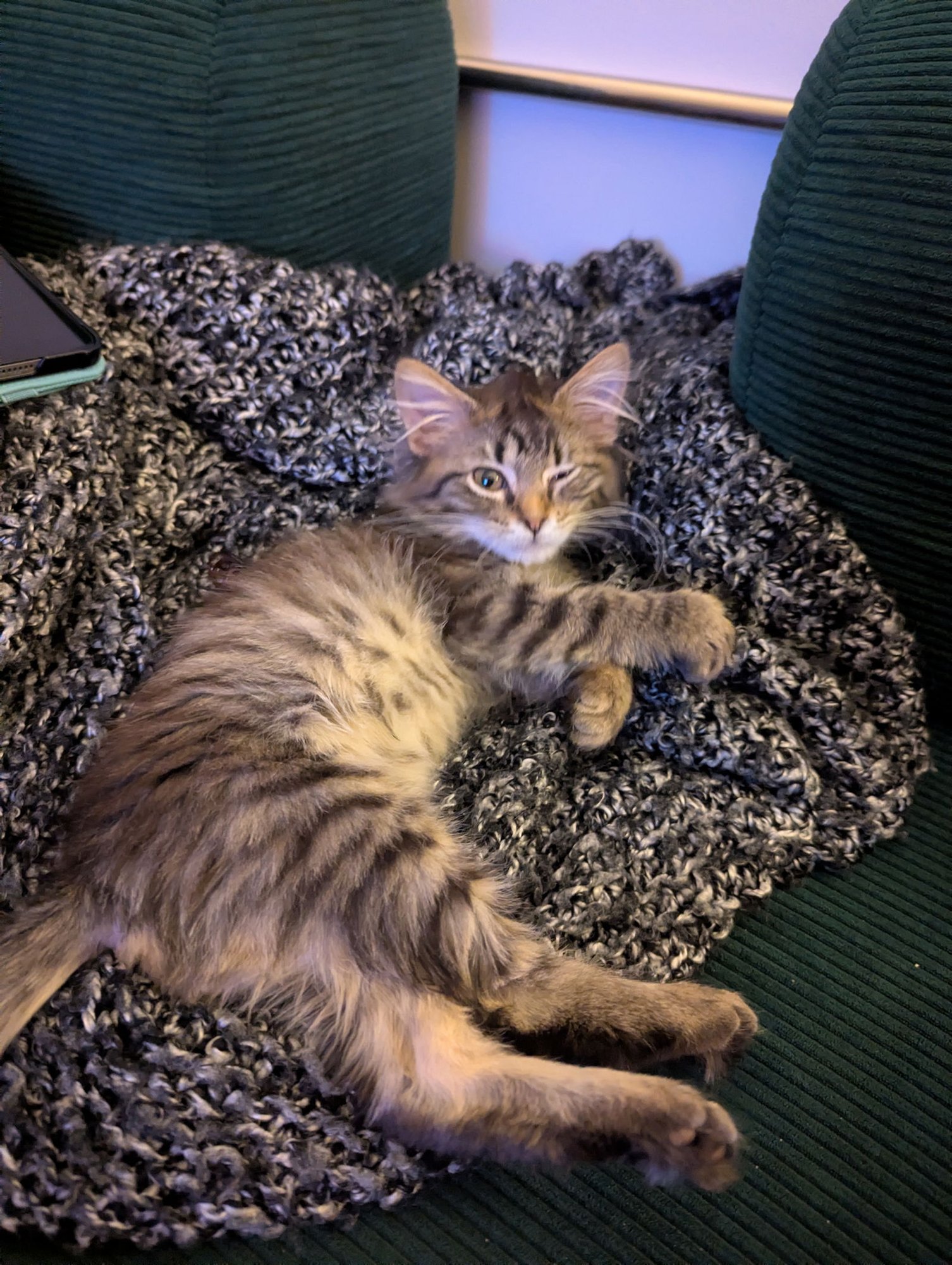 CARLA - Domestic Long Hair available for adoption