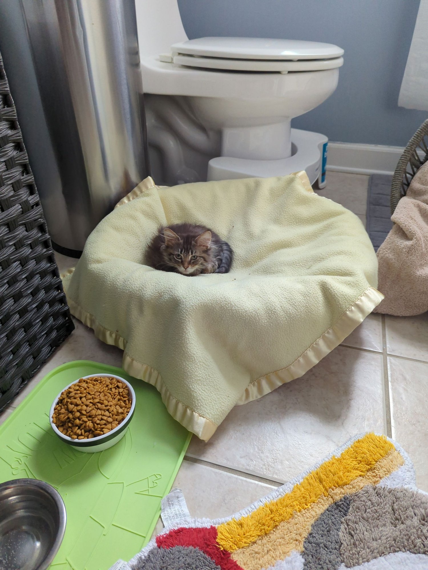 CARLA - Domestic Long Hair available for adoption