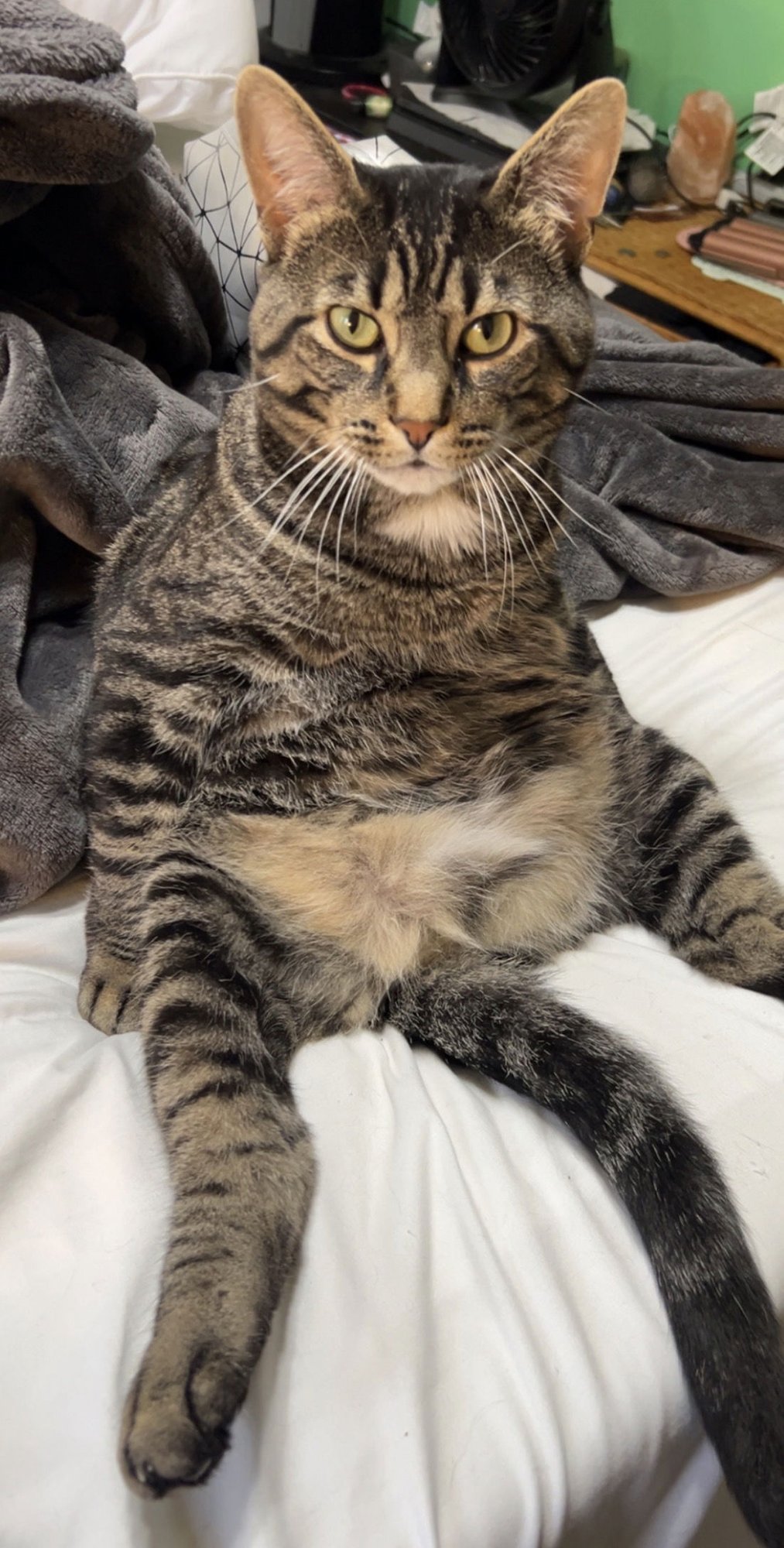 ROBERTO - Domestic Short Hair available for adoption