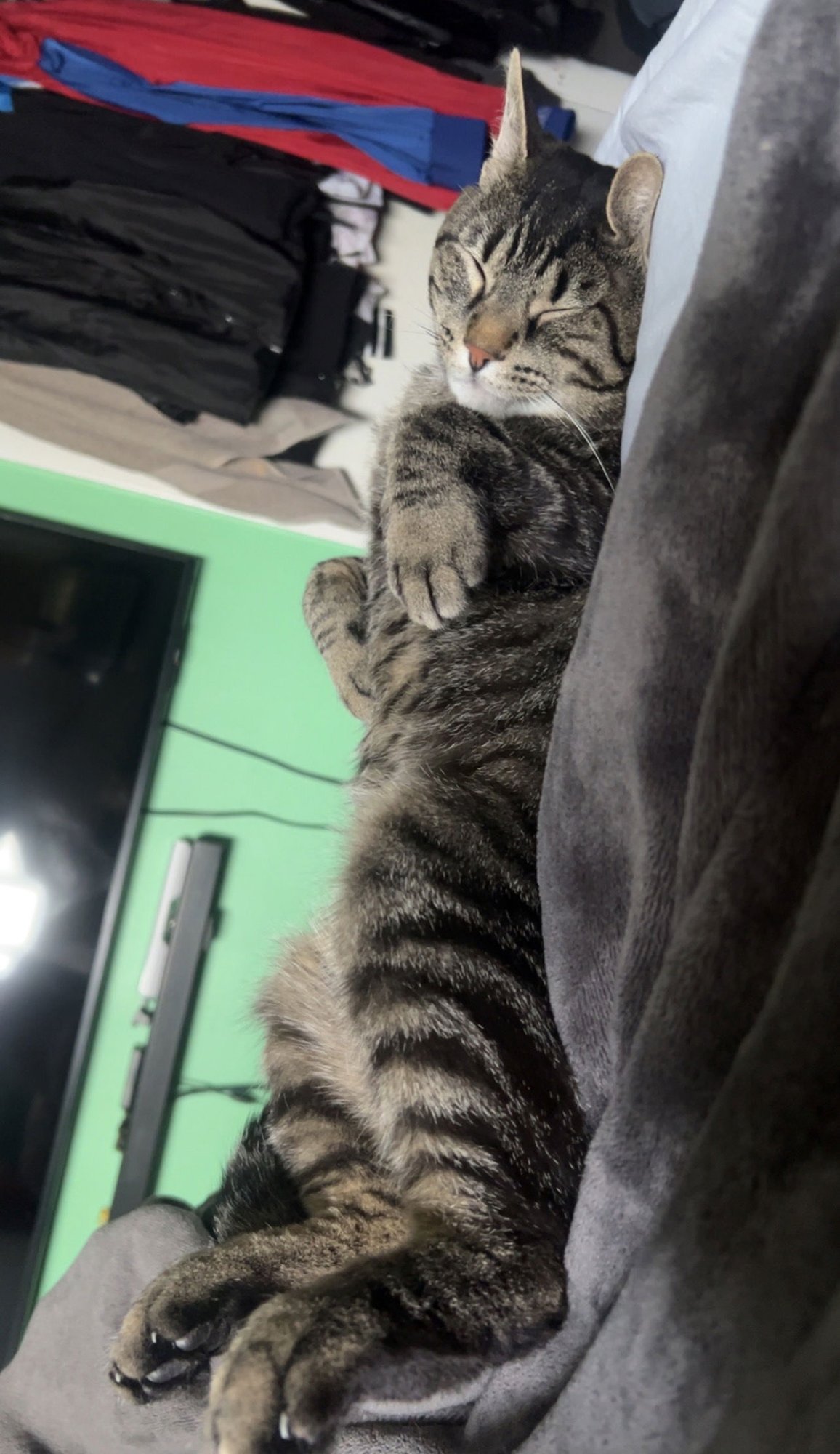 ROBERTO - Domestic Short Hair available for adoption